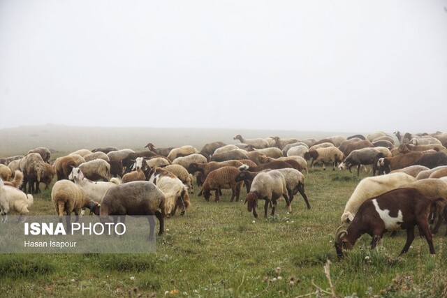 اجرای طرح مولدسازی در ۴۰۰ روستای همدان