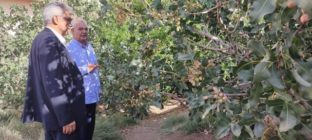 پیگیری کاهش خاموشیها در باغات پسته زرندیه/ایجاد شرایط واگذاری پنلهای خورشیدی به باغداران