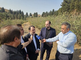 رفع موانع کاشت ۳۰ هزار درخت در بوستان سرخه حصار/ منابع طبیعی هرچه سریعتر درختان آفت زده را جمع آوری کند