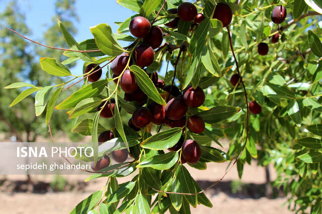 عناب خراسان جنوبی در مسیر تبدیل‌شدن به برند ملی و صادراتی
