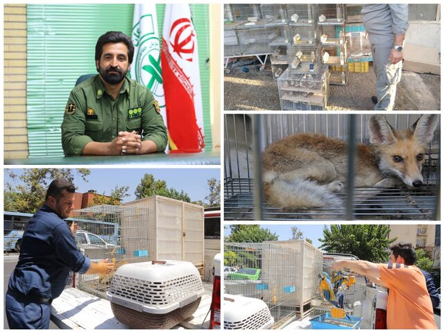 از شاه‌بوف تا روباه؛ کشف گونه‌های جانوری قاچاق در عملیات یگان محیط زیست تهران