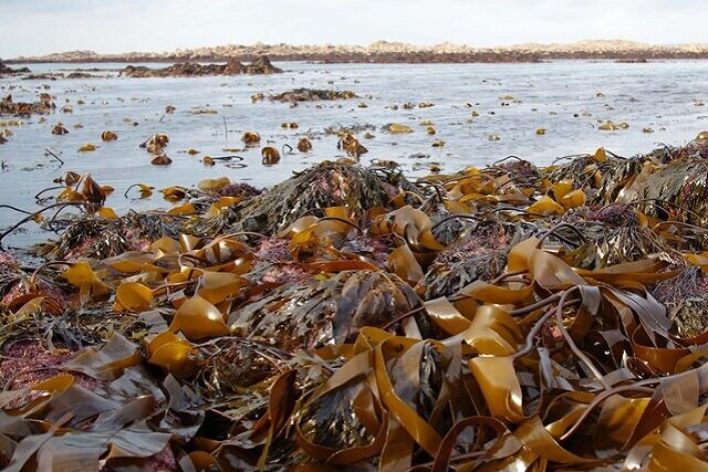 جلبکهای خلیج فارس؛ سلاحی طبیعی علیه سرطان جلبکهای خلیج فارس؛ سلاحی طبیعی علیه سرطان