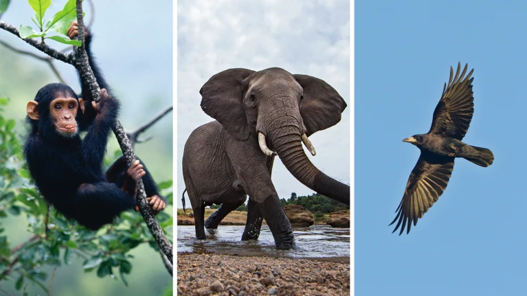 از مغز انسان تا هوش مصنوعی؛ تلاش دانشمندان برای ردیابی آگاهی