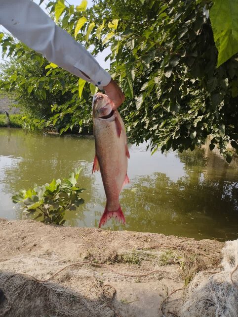 پرورش ماهی در حیاط خانه روستایی در هلیلان