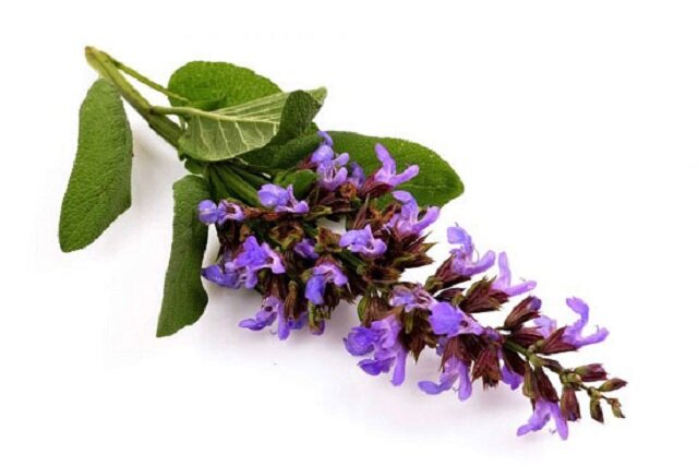 دم‌نوش مریم‌گلی، نوشدارویی برای مقابله با بی‌خوابی