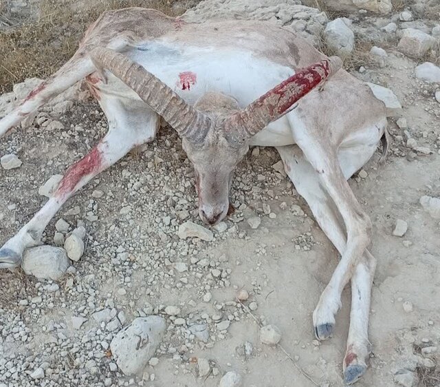 شکارچیان غیرمجاز در فراشبند دستگیر شدند