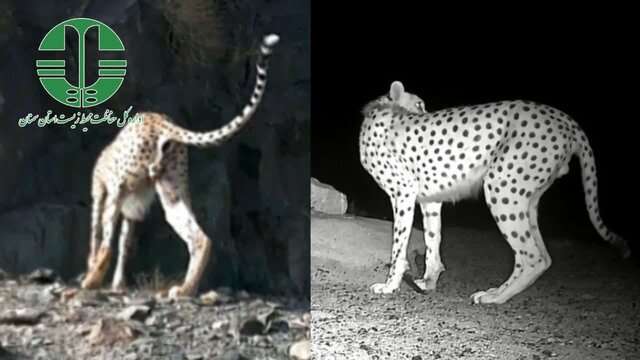 تعیین جنسیت ۲ یوز تازه شناسایی‌شده توران با استفاده از تصاویر ویدئویی