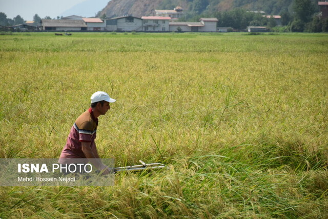 آغاز برداشت برنج از سطح ۳۲۰۰ هکتار از شالیزارهای آستارا