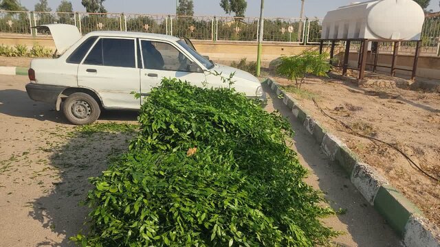 چلم‌های قاچاق به تهران نرسید!