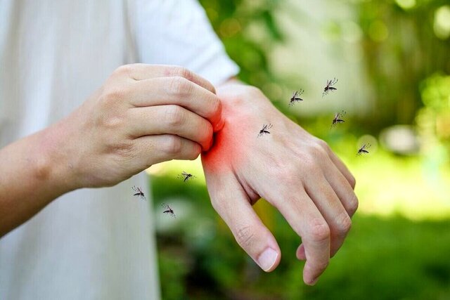 دارندگان این گروه خونی برای پشه‌ها جذاب‌ترند