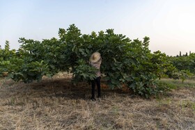 گلوگاه؛شهر انجیرهای شیرین