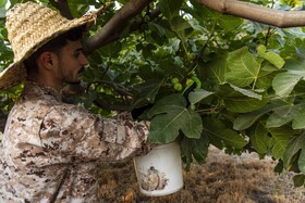 برداشت محصول از باغهای انجیر شهرستان گلوگاه استان مازندران
