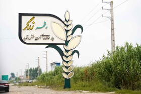 لاله آباد جایی کخ زرین ترین خوشه ها می رویند