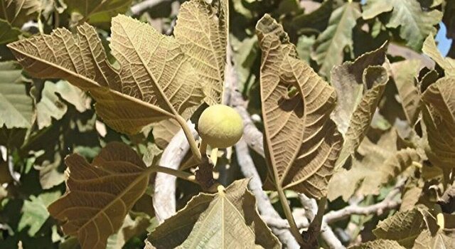 بختِ سیاهِ انجیر سیاه