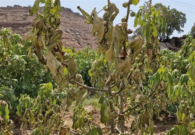 بختِ سیاهِ انجیر سیاه