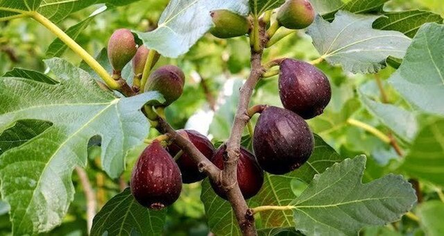 بختِ سیاهِ انجیر سیاه