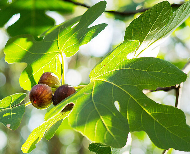 بختِ سیاهِ انجیر سیاه