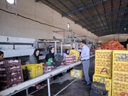 جهش ۱۸ برابری ظرفیت سورت و بسته‌بندی محصولات کشاورزی در آذربایجان غربی