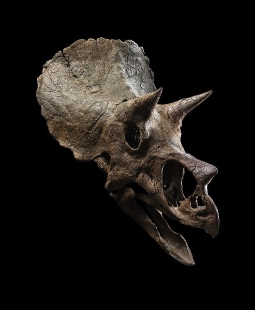 چرا دایناسورها را میخرند؟