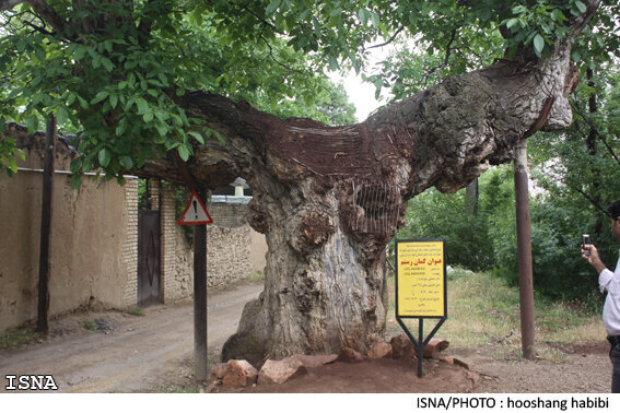 درخت کمان رستم- شهمیرزاد احداث ۳ محور گردشگری در شهرهای مهدیشهر، شهمیرزاد و درجزین