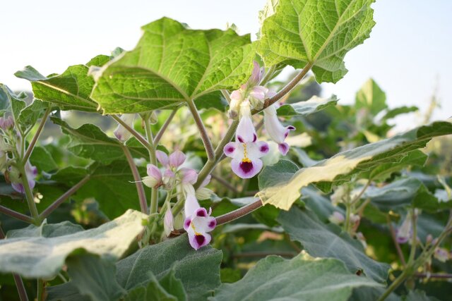 روش جدید پژوهشگران هندی برای درمان دیابت با نانوذرات نقره