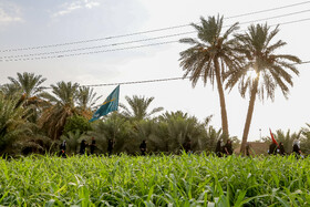 پیاده روی زائران اربعین از مسیر طریق العلما