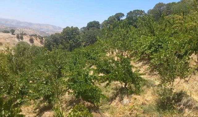 برخورد قضایی با برداشت آب شرب بدون مجوز برای آبیاری ۳۰۰۰ اصله درخت انگور در دنا