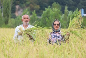 برداشت مکانیزه برنج شهرستان سوادکوه شمالی - مازندران