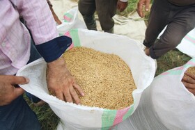 برداشت مکانیزه برنج شهرستان سوادکوه شمالی - مازندران