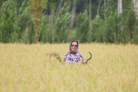 قیمت برنج چقدر باید باشد؟