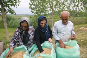 برداشت مکانیزه برنج شهرستان سوادکوه شمالی - مازندران