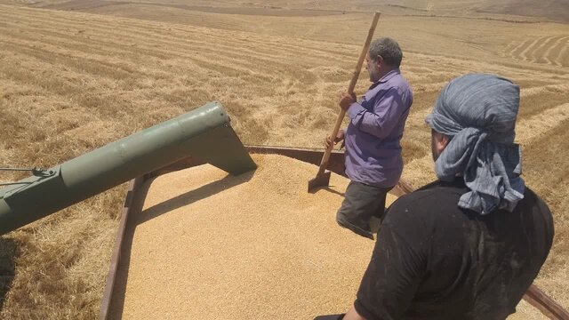 پرداخت ۴۵۰۰ میلیارد تومان از مطالبات گندم‌کاران استان اردبیل