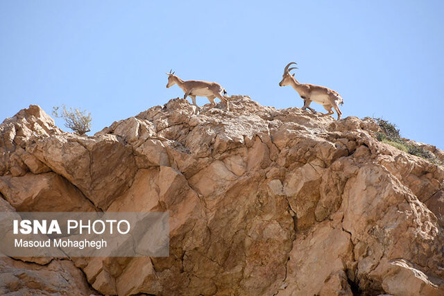 منطقه حفاظت شده پرور- شهمیرزاد سمنان استانی یگانه با ظرفیتهای کمنظیر زیستمحیطی