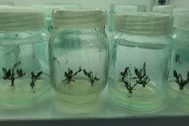 تکثیر ارقام مقاوم به کمآبی در مرکز کشت بافت جهاد دانشگاهی تهران تکثیر ارقام مقاوم به کمآبی در مرکز کشت بافت جهاد دانشگاهی تهران