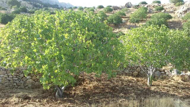 باغات دیم ایلام، نمونه‌ای موفق از توسعه کشاورزی در اراضی غیرقابل کشت