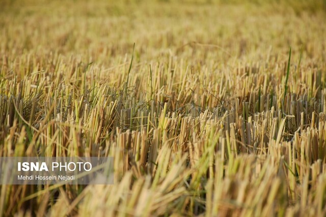 آتشزنندگان کاه و کُلش در مزارع آستارا تحت پیگرد قرار میگیرند
