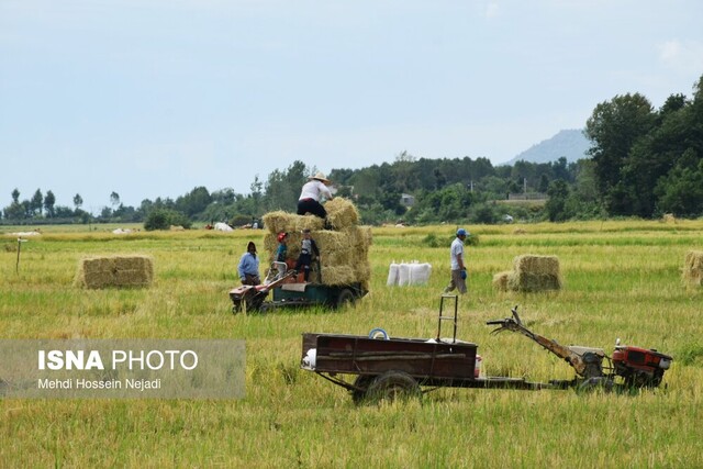 کشاورزان دهلرانی سنجش مهارت میشوند کشاورزان دهلرانی سنجش مهارت میشوند