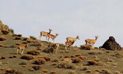 پایان مناقشه درباره پارک ملی گلستان/ مدیریت این زیست بوم با محوریت گلستان ماند
