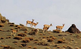 طرح هوشمندسازی در همه‌ محورهای پارک ملی گلستان اجرا می‌شود