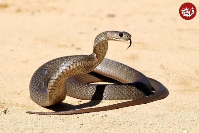 کدام کشور جهان بیشترین انواع «مارهای سمی» را دارد؟