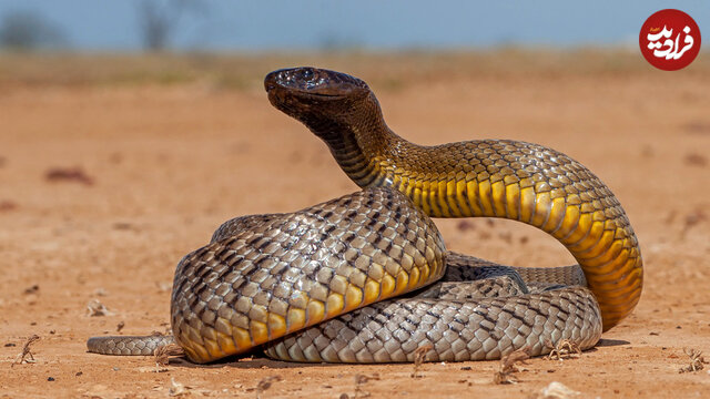 کدام کشور جهان بیشترین انواع «مارهای سمی» را دارد؟