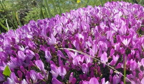 ممنوعیت قطع یک گونه گیاهی