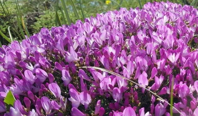 ممنوعیت قطع یک گونه گیاهی
