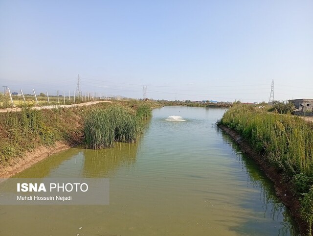 استخر پرورش ماهیان گرمابی در آستارا افتتاح شد