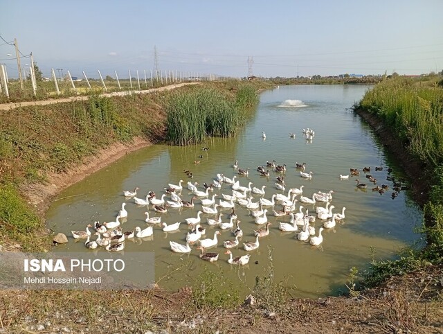 استخر پرورش ماهیان گرمابی در آستارا افتتاح شد