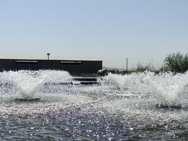افتتاح اولین واحد پرورش ماهی خاویاری در ملایر