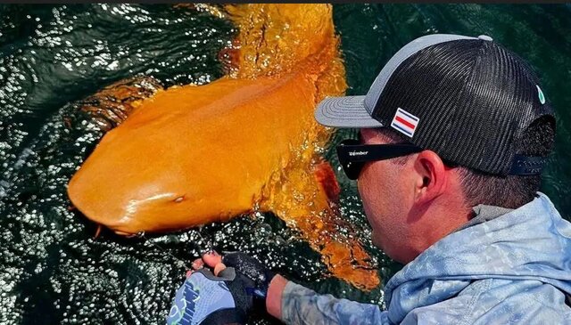 عکس: Parismina Domus Dei/BBC مشاهده یک کوسه نارنجیرنگِ نادر در آبهای کاستاریکا