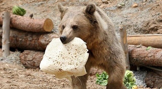 عکس تزئینی است حمله خرس به کوهنورد در ارتفاعات پیرانشهر