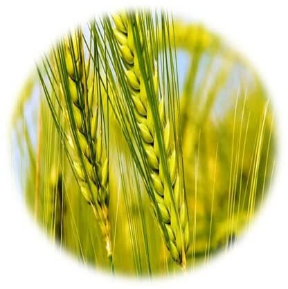 اولویتدهی به اجرای الگوی کشت مناسب بر اساس منابع آبی/ از کشاورزان حمایت میکنیم اولویتدهی به اجرای الگوی کشت مناسب بر اساس منابع آبی/ از کشاورزان حمایت میکنیم