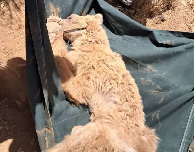 نجات خرس زخمی از ارتفاعات کوه خرسی مرودشت نجات خرس زخمی از ارتفاعات کوه خرسی مرودشت